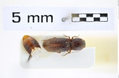 Foto (Dorsalansicht) von Cardiophorus nubilosus (Schwarz, 1895) (NHMW-ZOO-COL-0008289)